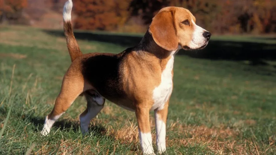 Beagle – jellem, nevelés, mozgásigény és a leggyakoribb problémák
