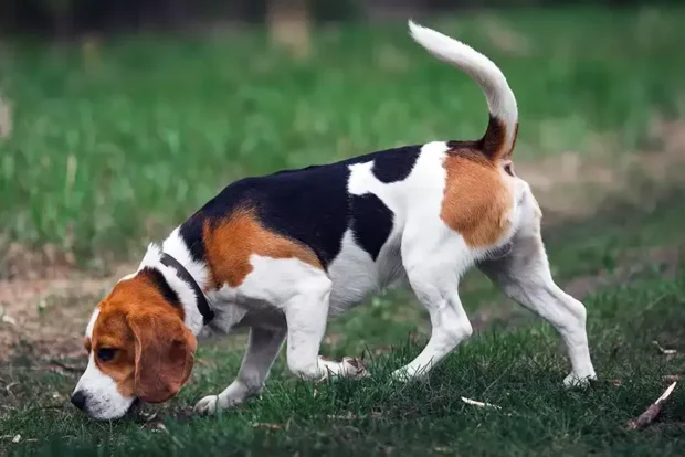 beagle kutya, beagle jellem, beagle nevelése, beagle mozgásigénye, beagle kölyök