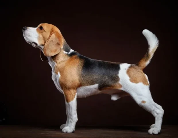 beagle kutya, beagle jellem, beagle nevelése, beagle mozgásigénye, beagle kölyök