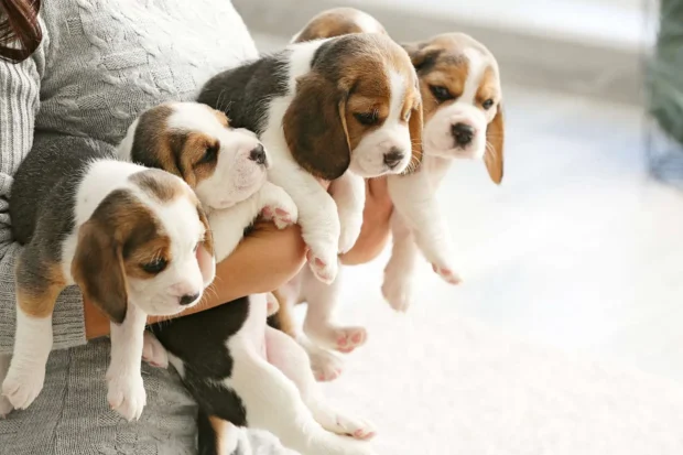beagle kutya, beagle jellem, beagle nevelése, beagle mozgásigénye, beagle kölyök