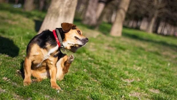 bolha allergia, bolha allergia kutyáknál, bolhacsípés allergia kutya, fad bolhaekcéma kutya, kutya vakarózik faroktőnél bolha, bolha háromszög kutya, bolhaallergia tünetei kutyáknál