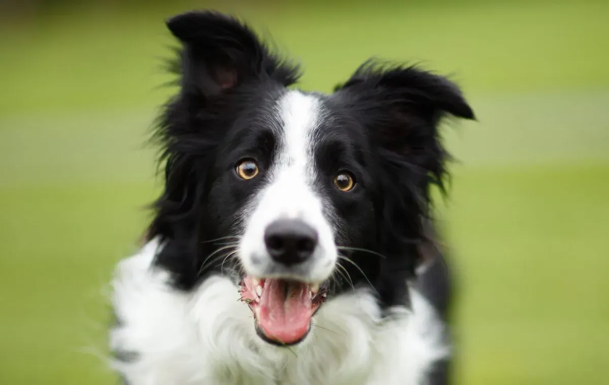 Border collie – jellem, nevelés, mozgásigény és gyakori hibák