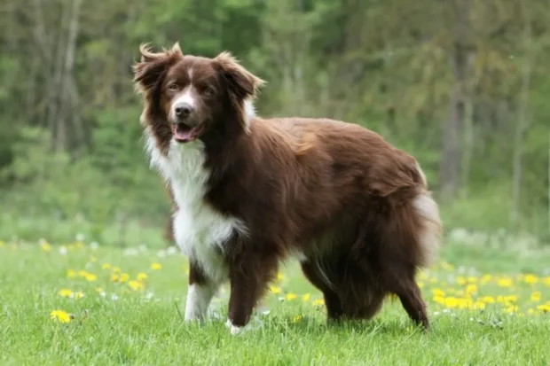 border collie jellem, border collie nevelése, border collie mozgásigénye, border collie lakásban tartható