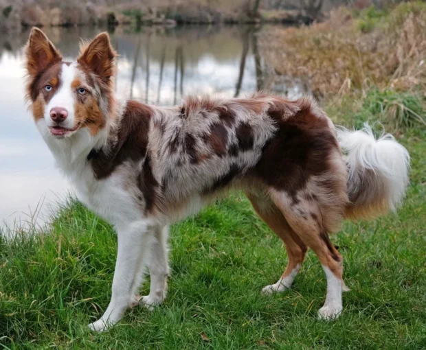 border collie jellem, border collie nevelése, border collie mozgásigénye, border collie lakásban tartható