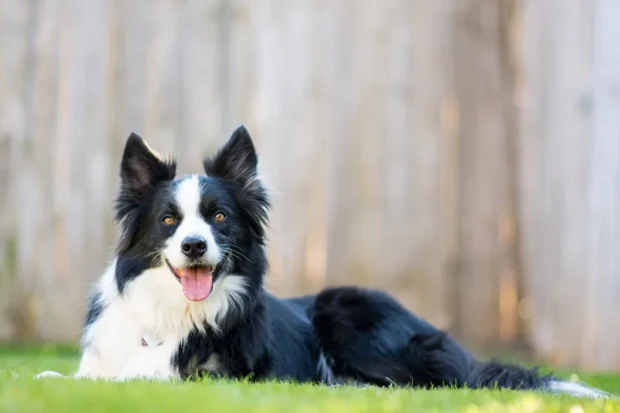 border collie jellem, border collie nevelése, border collie mozgásigénye, border collie lakásban tartható