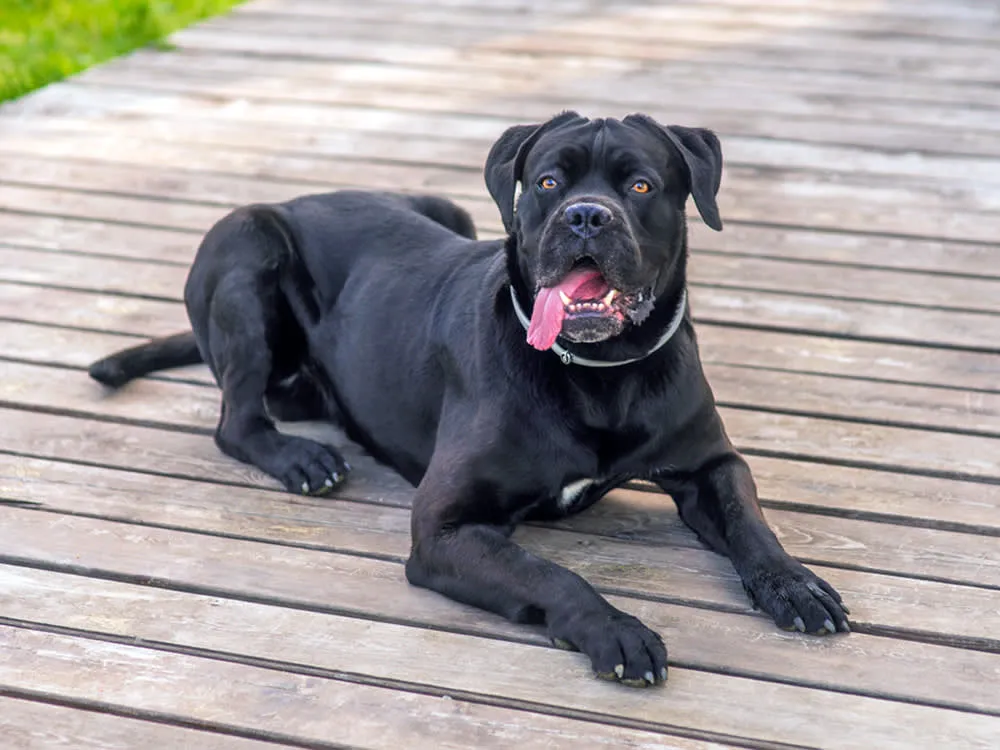 Cane Corso: jellem, nevelés, kinek való, gyakori hibák + lakásban és télen az udvaron