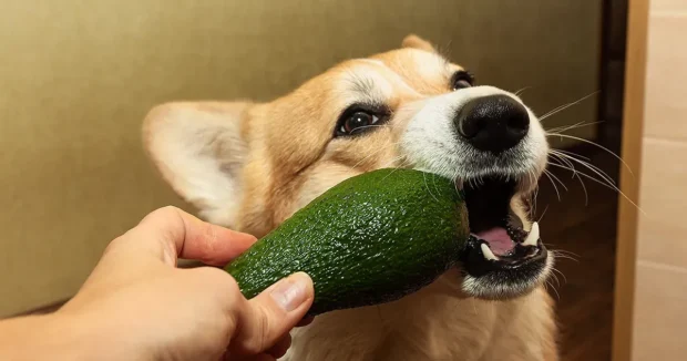 ehet a kutya avokádót, kutyám evett avokádót mit tegyek, avokádó mérgezés kutyánál tünetek, mennyi avokádó fér bele, avokádó mag kutya, guacamole kutyának, avokádó hasnyálmirigy-gyulladás kutya, avokádó héj kutya, persin mérgezés kutya, kutyabarát gyümölcsök, tiltott ételek kutyáknak
