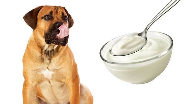 ehet a kutya joghurtot, joghurt kutyának, natúr joghurt kutyának, joghurt kutyának hasmenés, laktózérzékeny kutya joghurt, görög joghurt kutyának, ízesített joghurt kutyának, mennyi joghurtot ehet a kutya