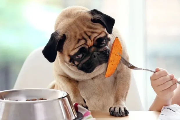 ehet a kutya krumplit, nyers krumpli kutyának veszélyes, zöld krumpli kutya szolanin, főtt krumpli kutyának mennyi, krumplihéj kutyának adható, sült krumpli kutyának, krumplipüré kutyának, krumplis chips kutyának, édesburgonya kutyának vs krumpli, krumpli csírája kutyának