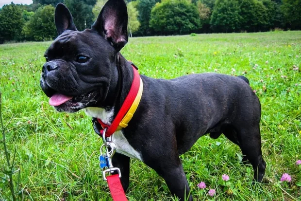 francia bulldog, francia bulldog jellem, francia bulldog tartása, francia bulldog betegségek