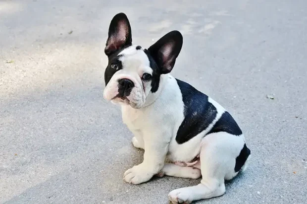 francia bulldog, francia bulldog jellem, francia bulldog tartása, francia bulldog betegségek