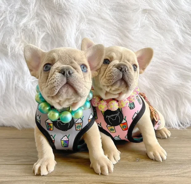 francia bulldog, francia bulldog jellem, francia bulldog tartása, francia bulldog betegségek