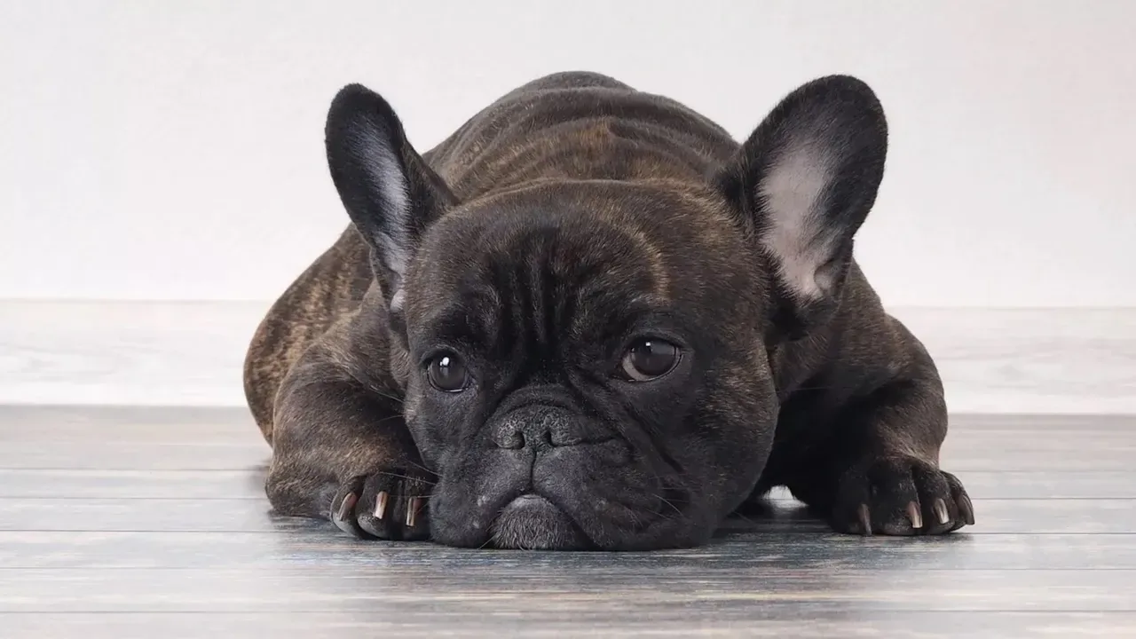 Francia bulldog kutya – jellem, tartás, nevelés és gyakori problémák