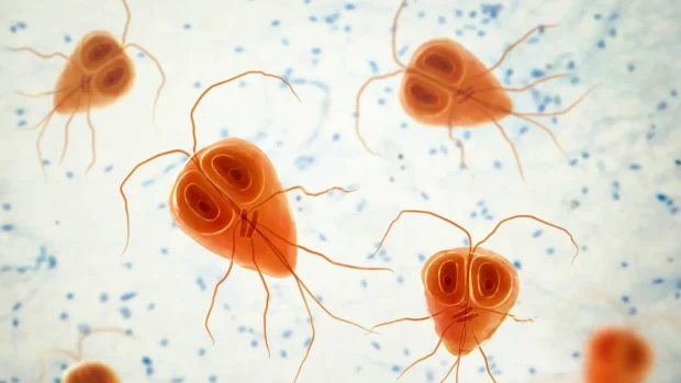 giardia kutyáknál, giardia tünetek kutyáknál, giardia fertőzés kutyánál, giardia kezelése, giardia fertőtlenítés otthon, giardia hasmenés büdös nyálkás, protozoon parazita