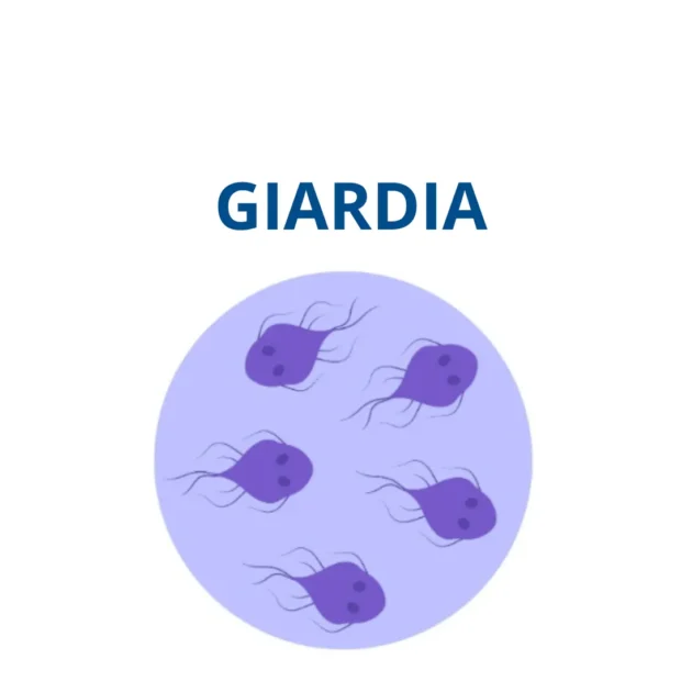 giardia kutyáknál, giardia tünetek kutyáknál, giardia fertőzés kutyánál, giardia kezelése, giardia fertőtlenítés otthon, giardia hasmenés büdös nyálkás, protozoon parazita