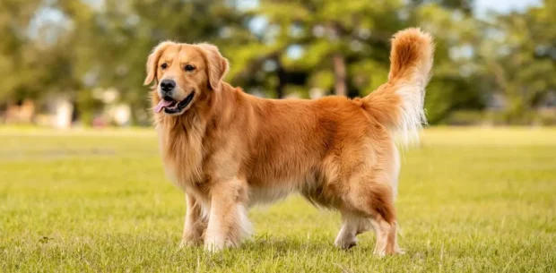 golden retriever kutya, golden retriever jellem, golden retriever nevelése, golden retriever tartása