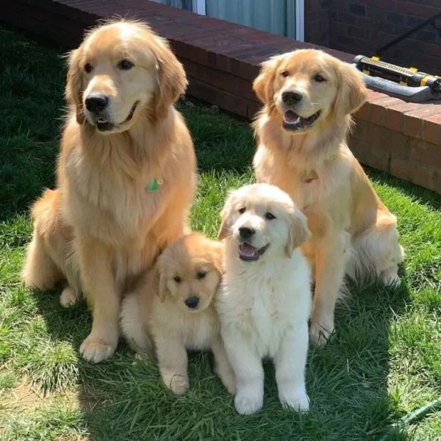 golden retriever kutya, golden retriever jellem, golden retriever nevelése, golden retriever tartása