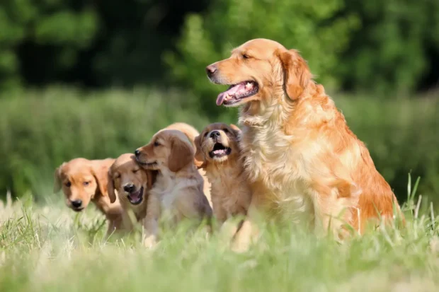 golden retriever kutya, golden retriever jellem, golden retriever nevelése, golden retriever tartása
