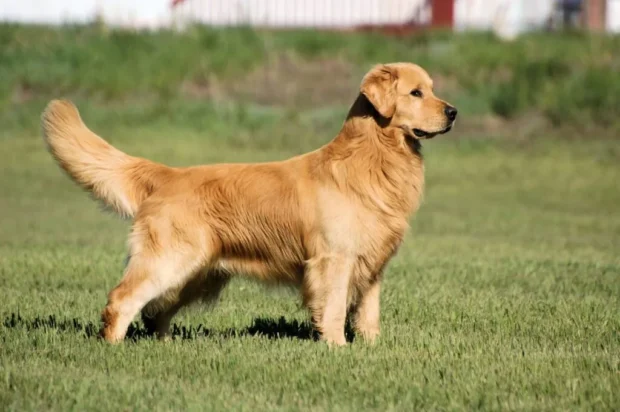 golden retriever kutya, golden retriever jellem, golden retriever nevelése, golden retriever tartása