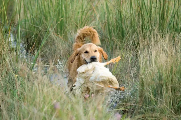 golden retriever kutya, golden retriever jellem, golden retriever nevelése, golden retriever tartása