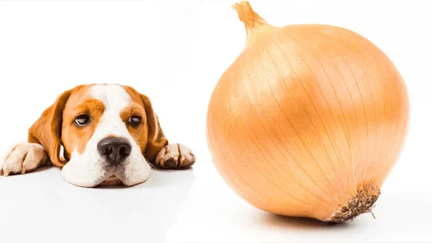 hagyma mérgezés kutyáknál, fokhagyma mérgezés kutyáknál, hagymapor kutyának veszélyes, hemolitikus anémia kutya, főtt hagyma kutyának, tünetek hagyma után kutyánál