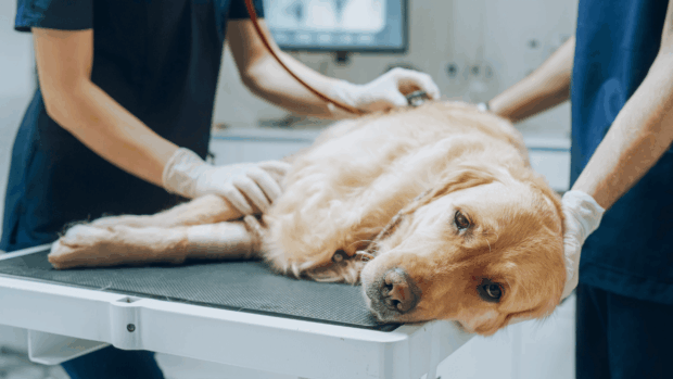 hasnyálmirigy-gyulladás kutyáknál, pancreatitis kutya, hasnyálmirigy gyulladás tünetei kutya, mit ehet pancreatitis esetén, kutya hányás hasfájás, zsíros étel utáni rosszullét