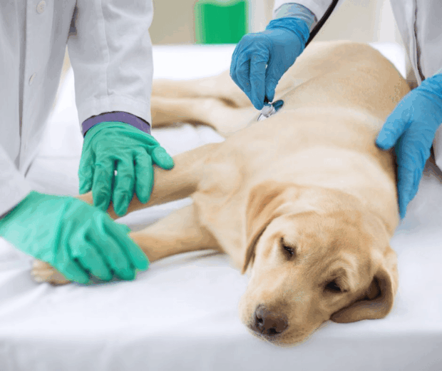 hasnyálmirigy-gyulladás kutyáknál, pancreatitis kutya, hasnyálmirigy gyulladás tünetei kutya, mit ehet pancreatitis esetén, kutya hányás hasfájás, zsíros étel utáni rosszullét