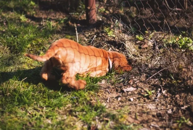 hogyan szoktasd le a kutyát a rombolásról, kutya rombolás okai, miért rág a kutya mindent