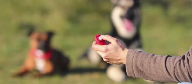 klikkeres tanítás, klikker tréning kutya, hogyan használjam a klikkert, klikker feltöltése, click and treat, marker szó kutyának, klikkerezés hibák