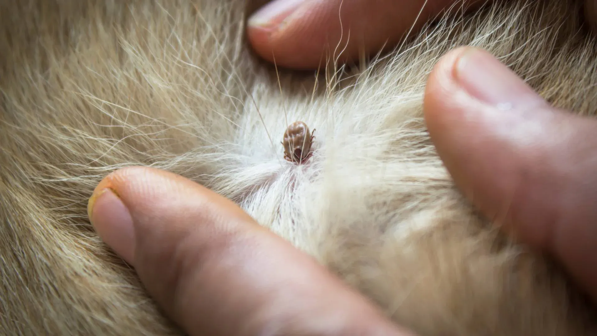 Kullancs kiszedése kutyából – helyesen lépésről lépésre, mit kenj rá (és mit ne), mikor kell állatorvos