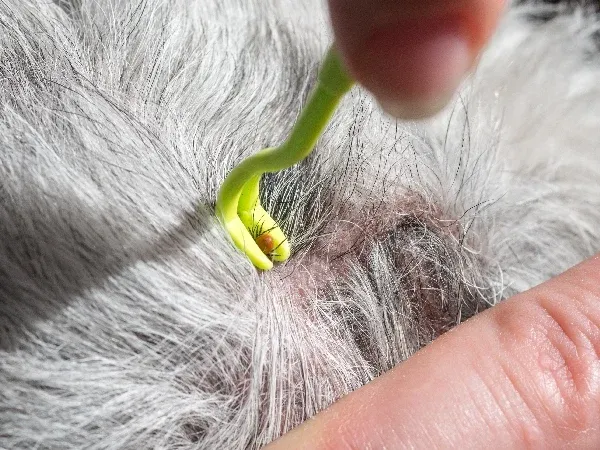 kullancs kiszedése kutyából, kullancs eltávolítás kutya, kullancsfej bent maradt kutya, mit kenjek kullancs csípésre kutyán, kullancs után tünetek kutya, babézia tünetei, kutya kullancs eltávolítása házilag