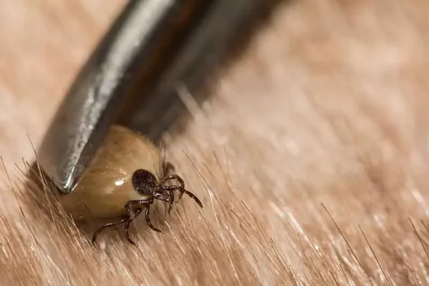kullancs kiszedése kutyából, kullancs eltávolítás kutya, kullancsfej bent maradt kutya, mit kenjek kullancs csípésre kutyán, kullancs után tünetek kutya, babézia tünetei, kutya kullancs eltávolítása házilag