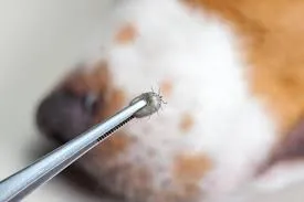 kullancs kiszedése kutyából, kullancs eltávolítás kutya, kullancsfej bent maradt kutya, mit kenjek kullancs csípésre kutyán, kullancs után tünetek kutya, babézia tünetei, kutya kullancs eltávolítása házilag