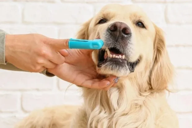 kutya fogápolás, kutyák fogápolása miért fontos, hogyan tisztítsuk a kutya fogát, kutya fogkő eltávolítás