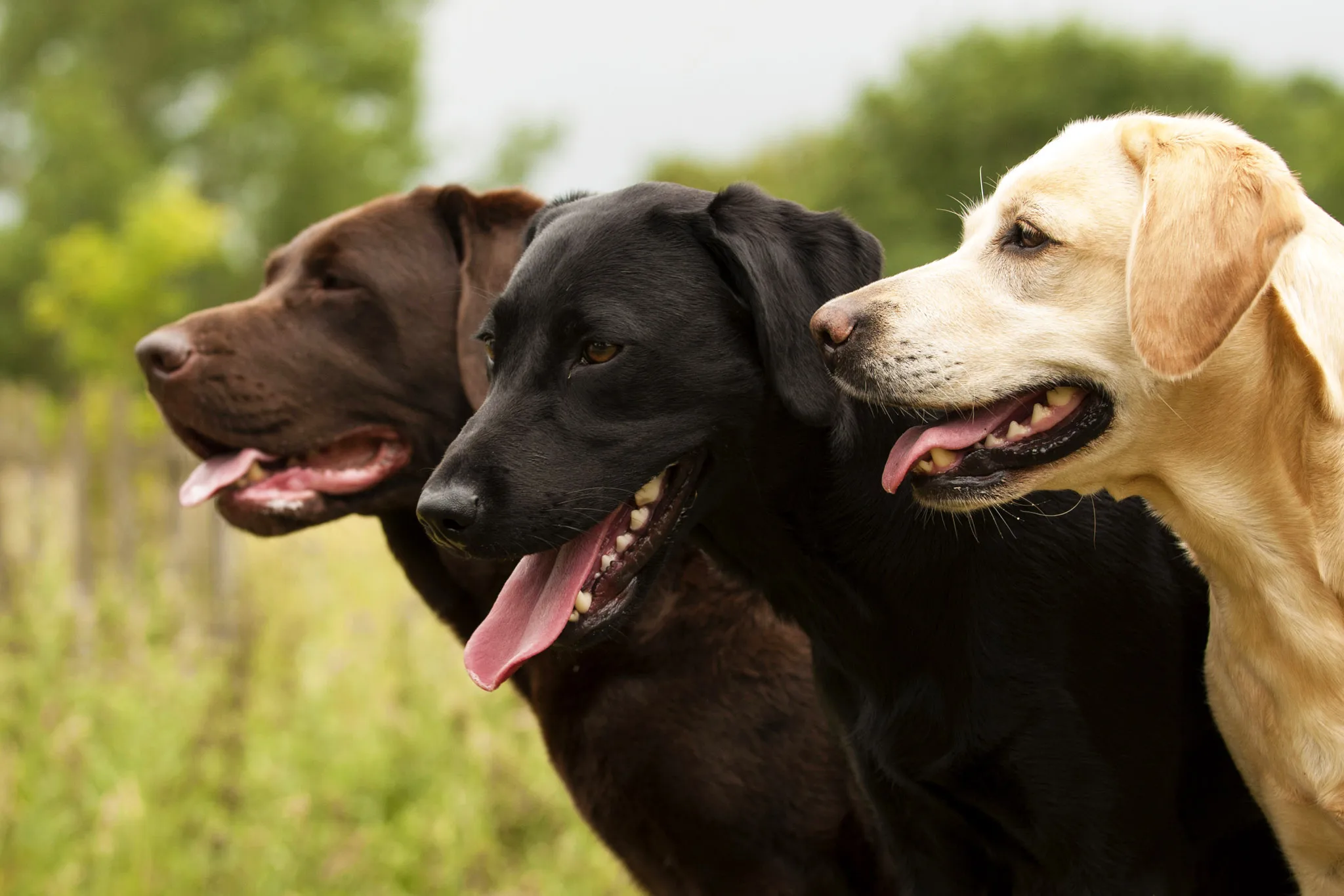 Labrador retriever – jellemzők, nevelés, etetés