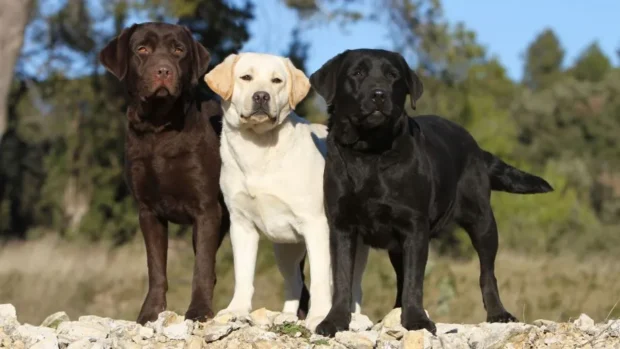 labrador retriever jellemzői, labrador kölyök etetése, labrador tanítása, labrador táplálkozása