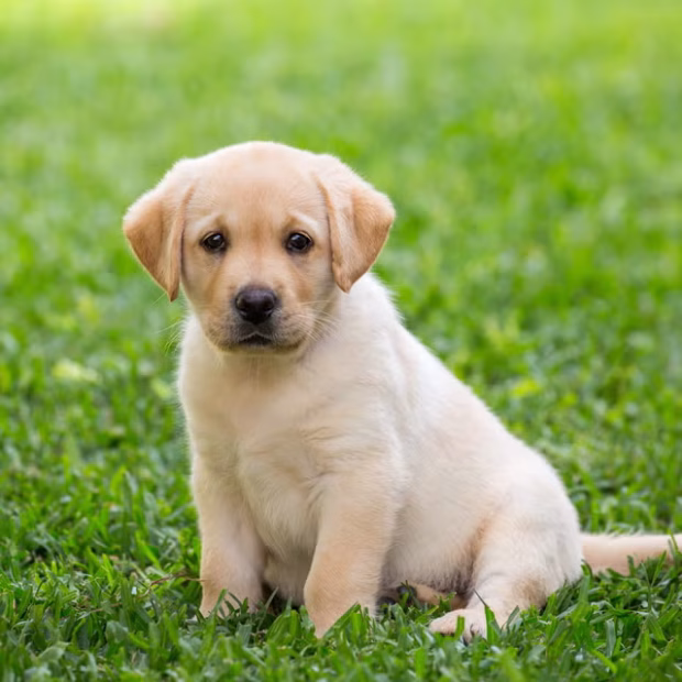 labrador retriever jellemzői, labrador kölyök etetése, labrador tanítása, labrador táplálkozása