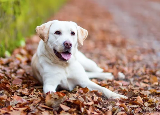 labrador retriever jellemzői, labrador kölyök etetése, labrador tanítása, labrador táplálkozása