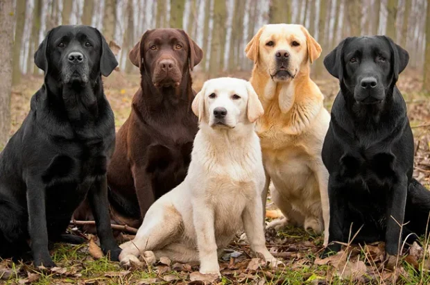 labrador retriever jellemzői, labrador kölyök etetése, labrador tanítása, labrador táplálkozása