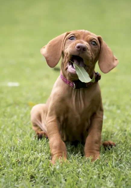 magyar vizsla, vizsla jellem, vizsla nevelése, vizsla mozgásigény, vizsla lakásban, vizsla szeparációs szorongás, vizsla kezdőknek