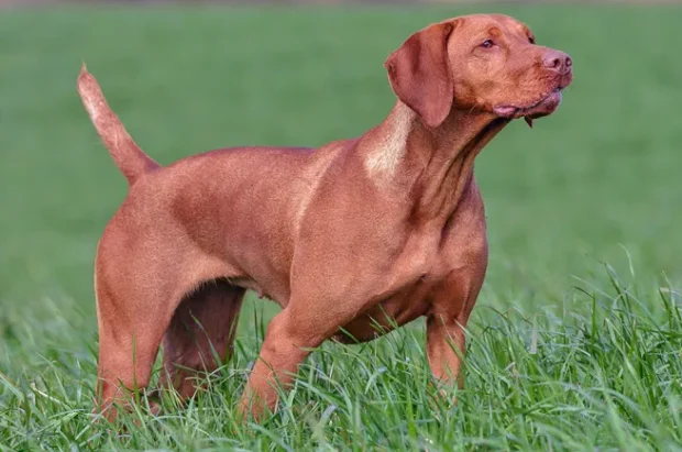 magyar vizsla, vizsla jellem, vizsla nevelése, vizsla mozgásigény, vizsla lakásban, vizsla szeparációs szorongás, vizsla kezdőknek