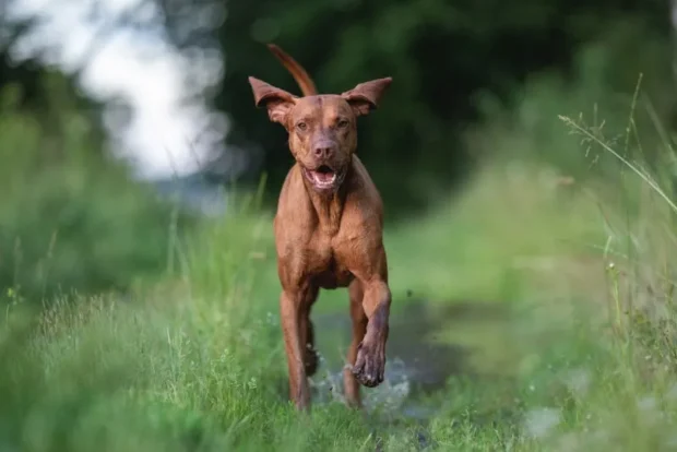 magyar vizsla, vizsla jellem, vizsla nevelése, vizsla mozgásigény, vizsla lakásban, vizsla szeparációs szorongás, vizsla kezdőknek