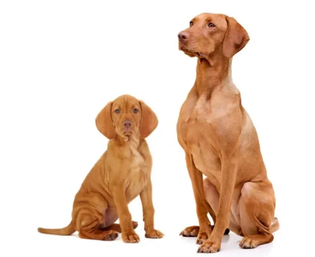 magyar vizsla, vizsla jellem, vizsla nevelése, vizsla mozgásigény, vizsla lakásban, vizsla szeparációs szorongás, vizsla kezdőknek