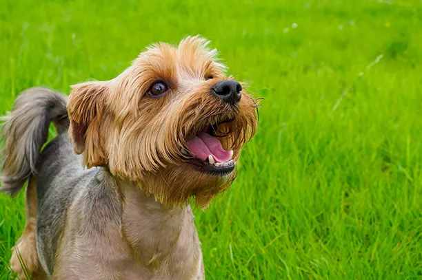 yorkshire terrier, yorkshire terrier tartása, yorkie jellem, yorkshire terrier nevelése, yorkie etetése, yorkshire terrier betegségei, yorkie szőrápolás, mini yorkie tévhit, yorkie tanítása
