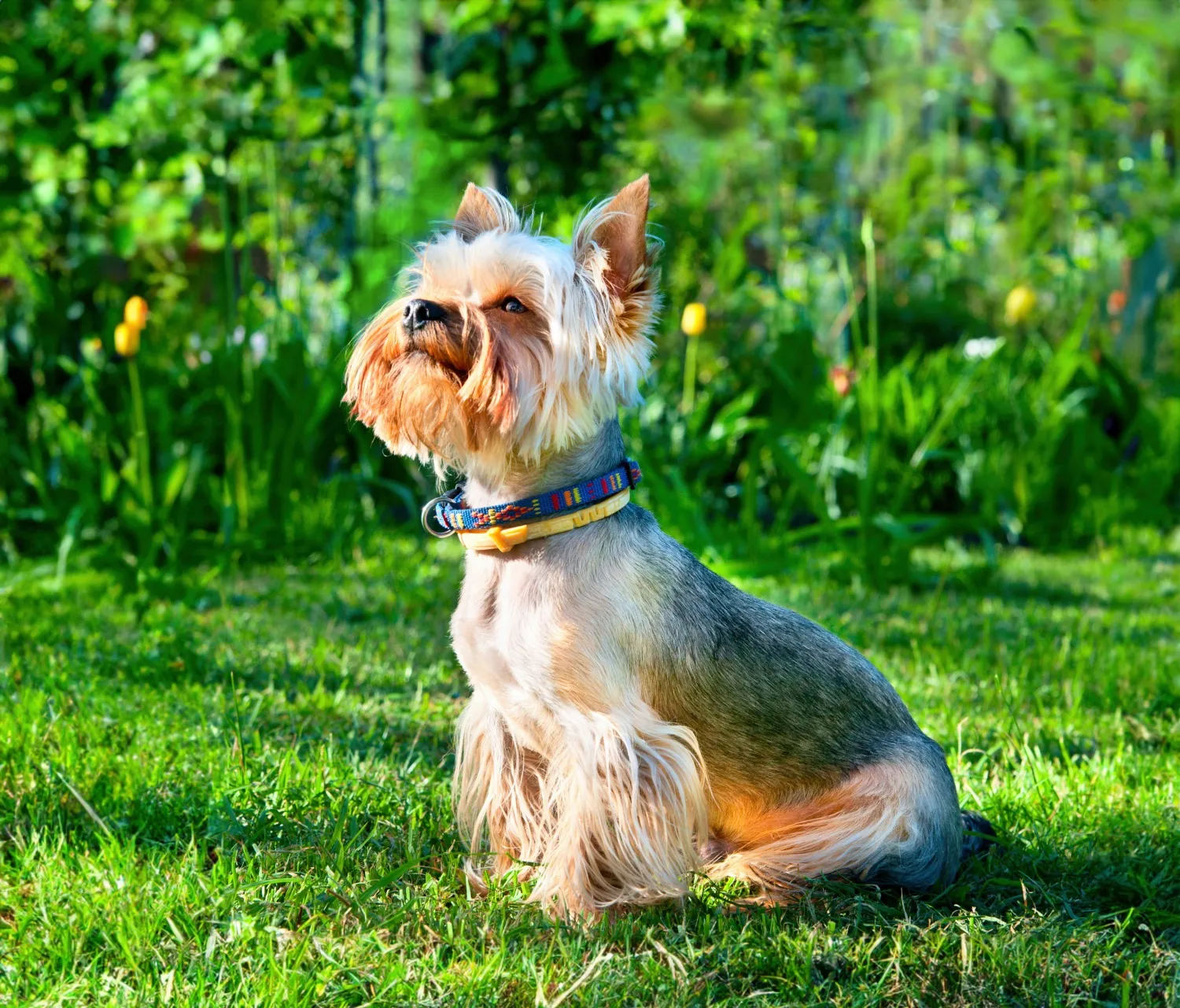 Yorkshire terrier: jellem, egészség, szőrápolás, mennyit mozogjon? (Teljes útmutató)
