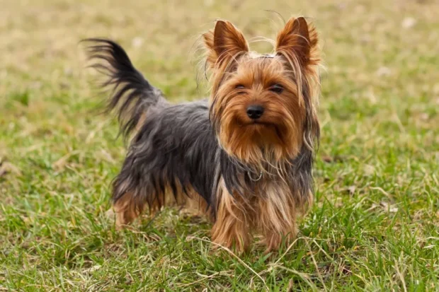 yorkshire terrier, yorkshire terrier tartása, yorkie jellem, yorkshire terrier nevelése, yorkie etetése, yorkshire terrier betegségei, yorkie szőrápolás, mini yorkie tévhit, yorkie tanítása