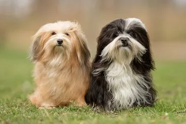 Havanese, Bichon Havanese, havanese kutya, havanese jellem, havanese ugatós-e, havanese egyedüllét, havanese szőrápolás gyakorisága, havanese hullik-e a szőre