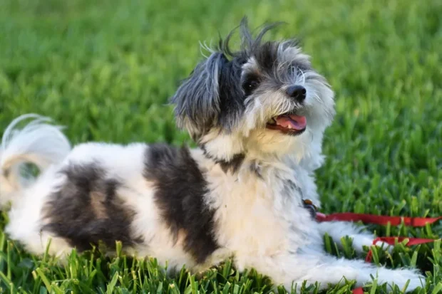 Havanese, Bichon Havanese, havanese kutya, havanese jellem, havanese ugatós-e, havanese egyedüllét, havanese szőrápolás gyakorisága, havanese hullik-e a szőre
