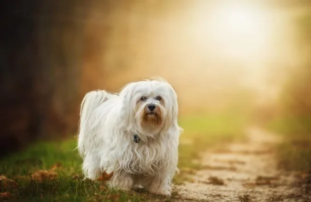 Havanese, Bichon Havanese, havanese kutya, havanese jellem, havanese ugatós-e, havanese egyedüllét, havanese szőrápolás gyakorisága, havanese hullik-e a szőre