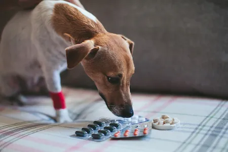 Ibuprofen, ibuprofen gyógyszer, ibuprofen tabletta, ibuprofen mérgezés kutyáknál, kutyám ibuprofent evett mit tegyek, ibuprofen kutyának mennyi a mérgező